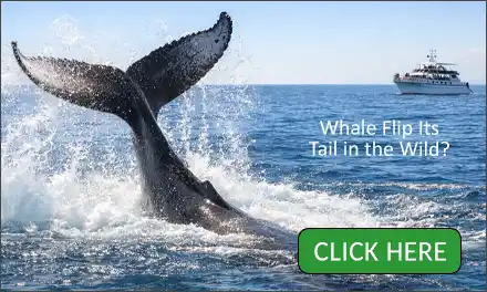 Whale Watching in Los Angeles