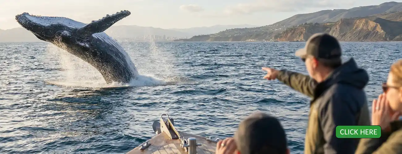 Whale Flip Its Tail in the Wild